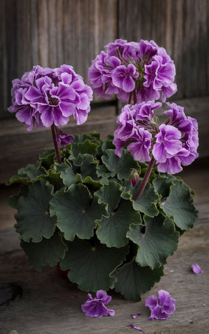 Geranium