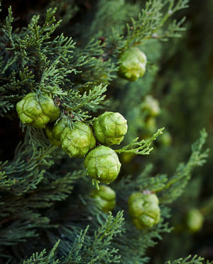  Italian Cypress