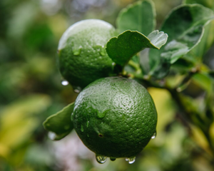 Bergamot