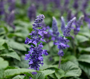 Patchouli